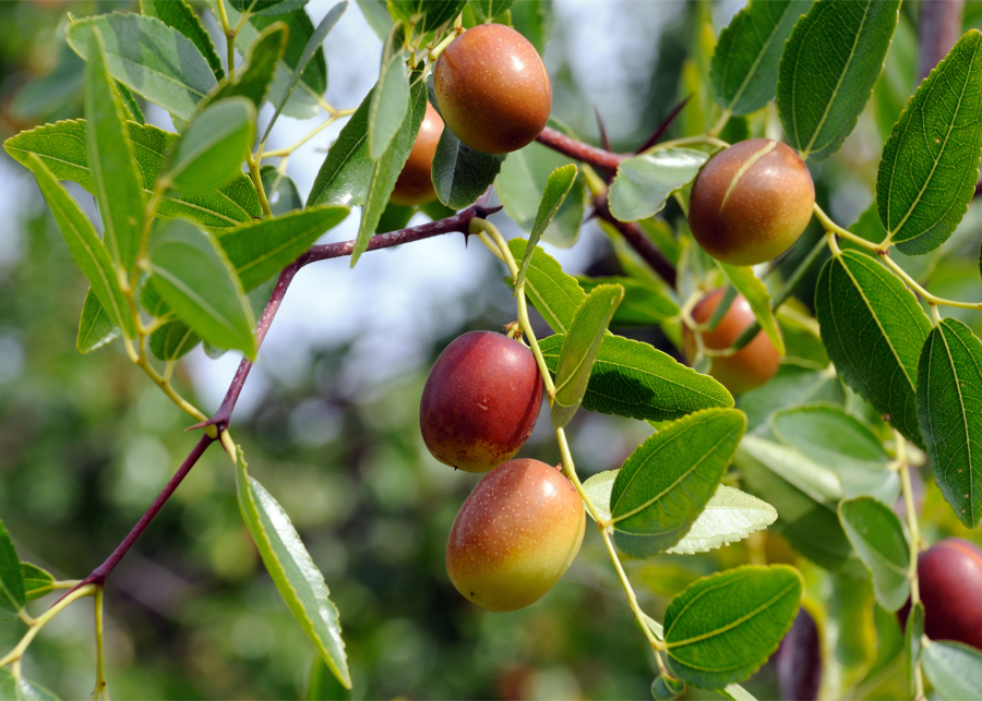 Huile végétale de jojoba